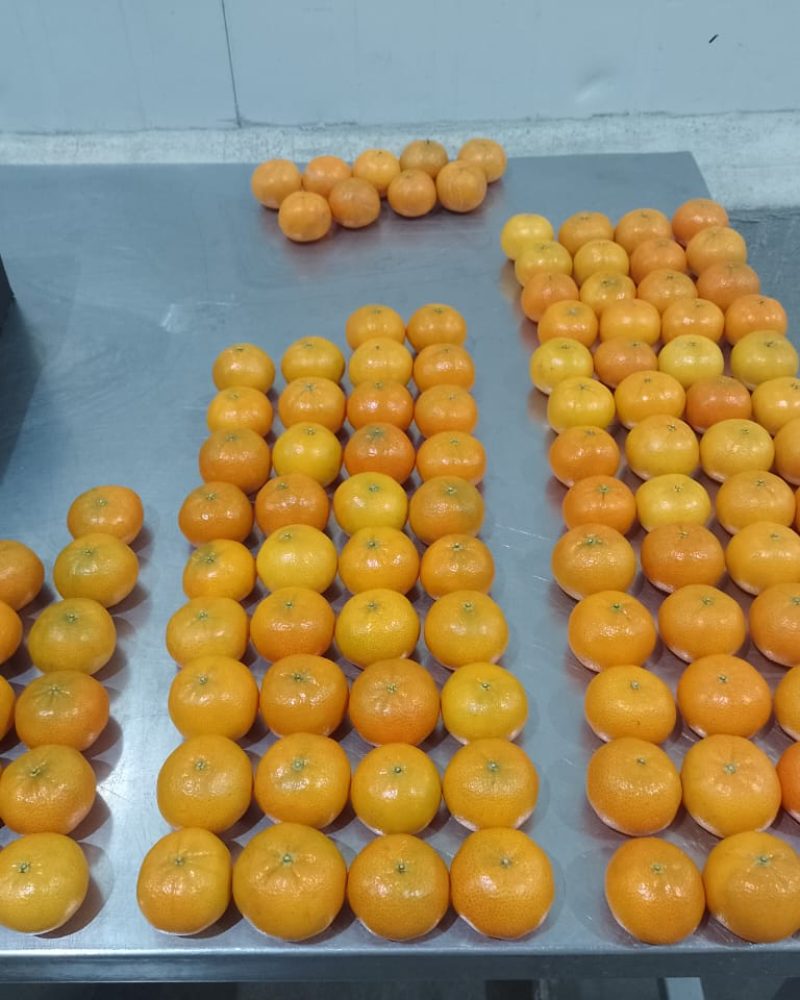 Mandarinas