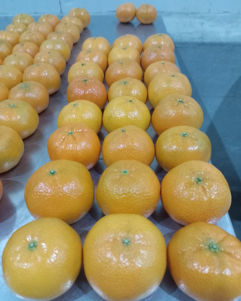 Mandarinas